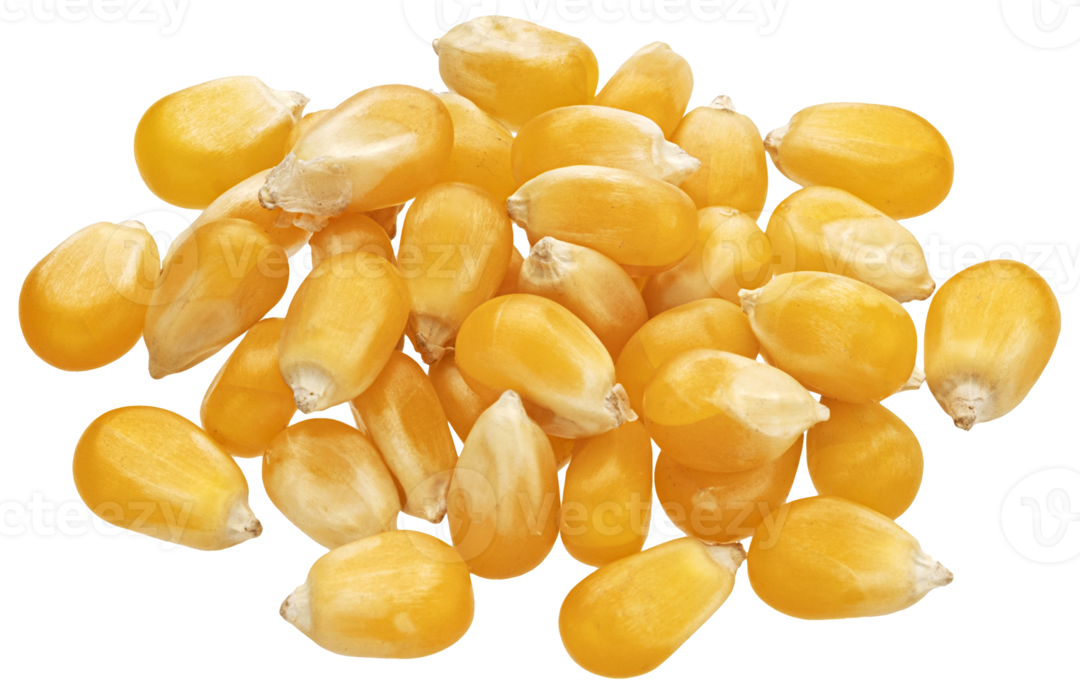 mucchio di crudo Mais cereali isolato su bianca sfondo, asciutto giallo mais dolce noccioli, superiore Visualizza png