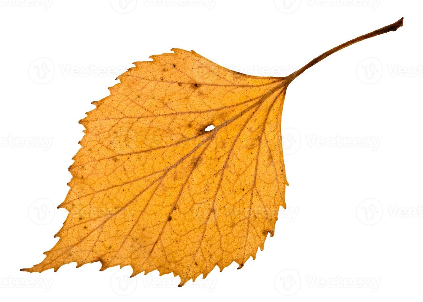 back side of autumn holey yellow leaf of birch photo