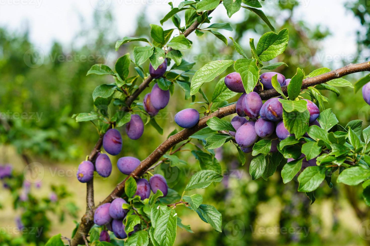 ciruela - prunus domestica en la antigua tierra junto a hamburgo foto