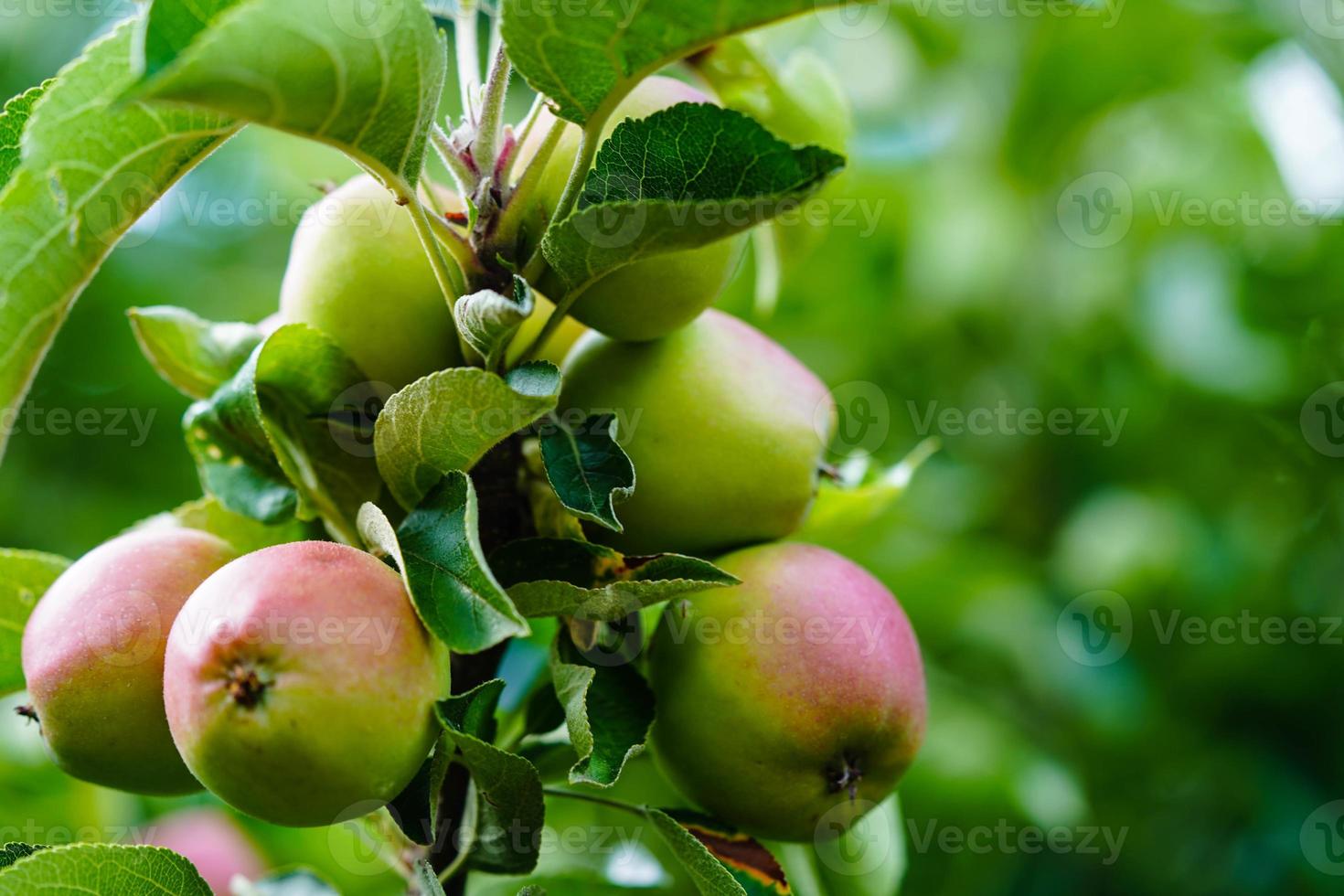 Apple tree in the old country next to Hamburg photo