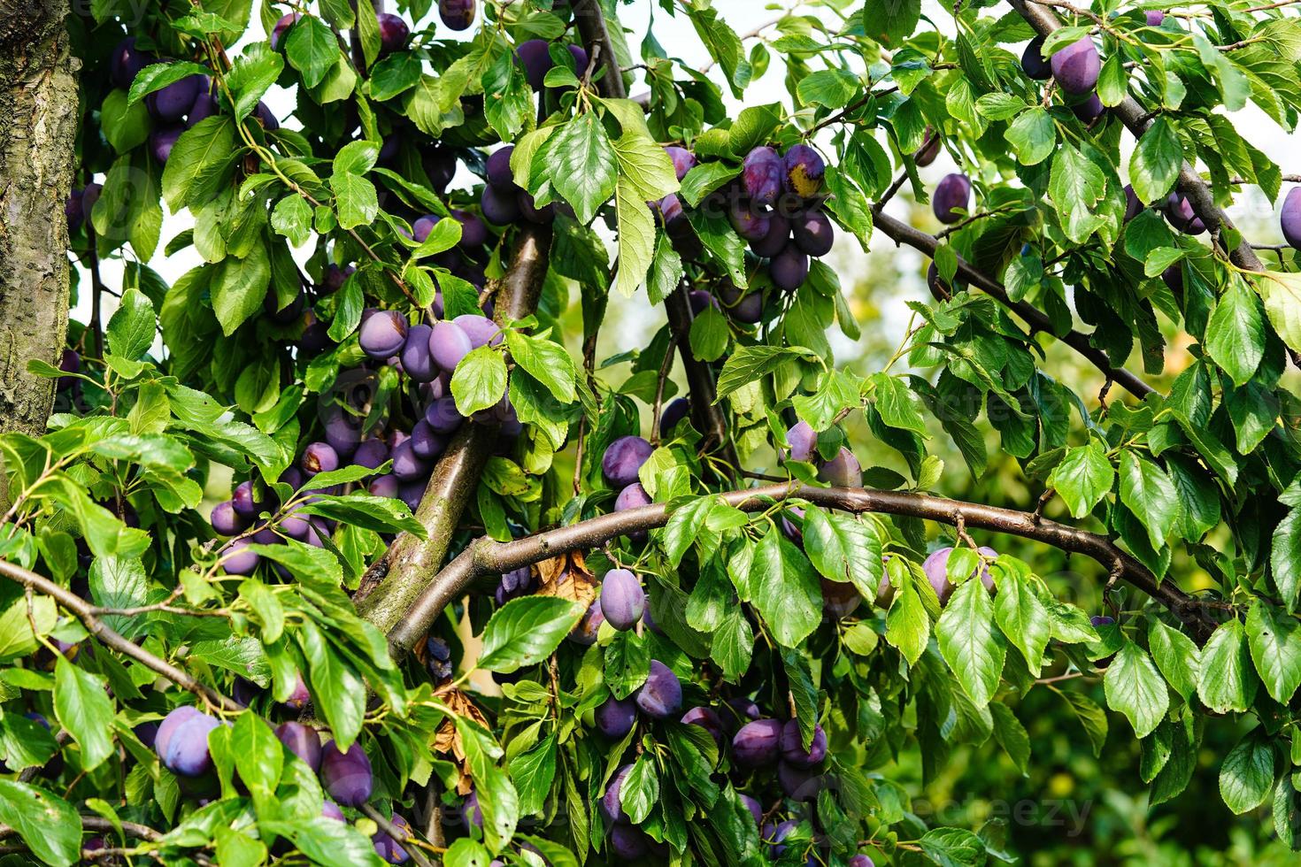 plum - prunus domestica in the Old Land next to Hamburg photo