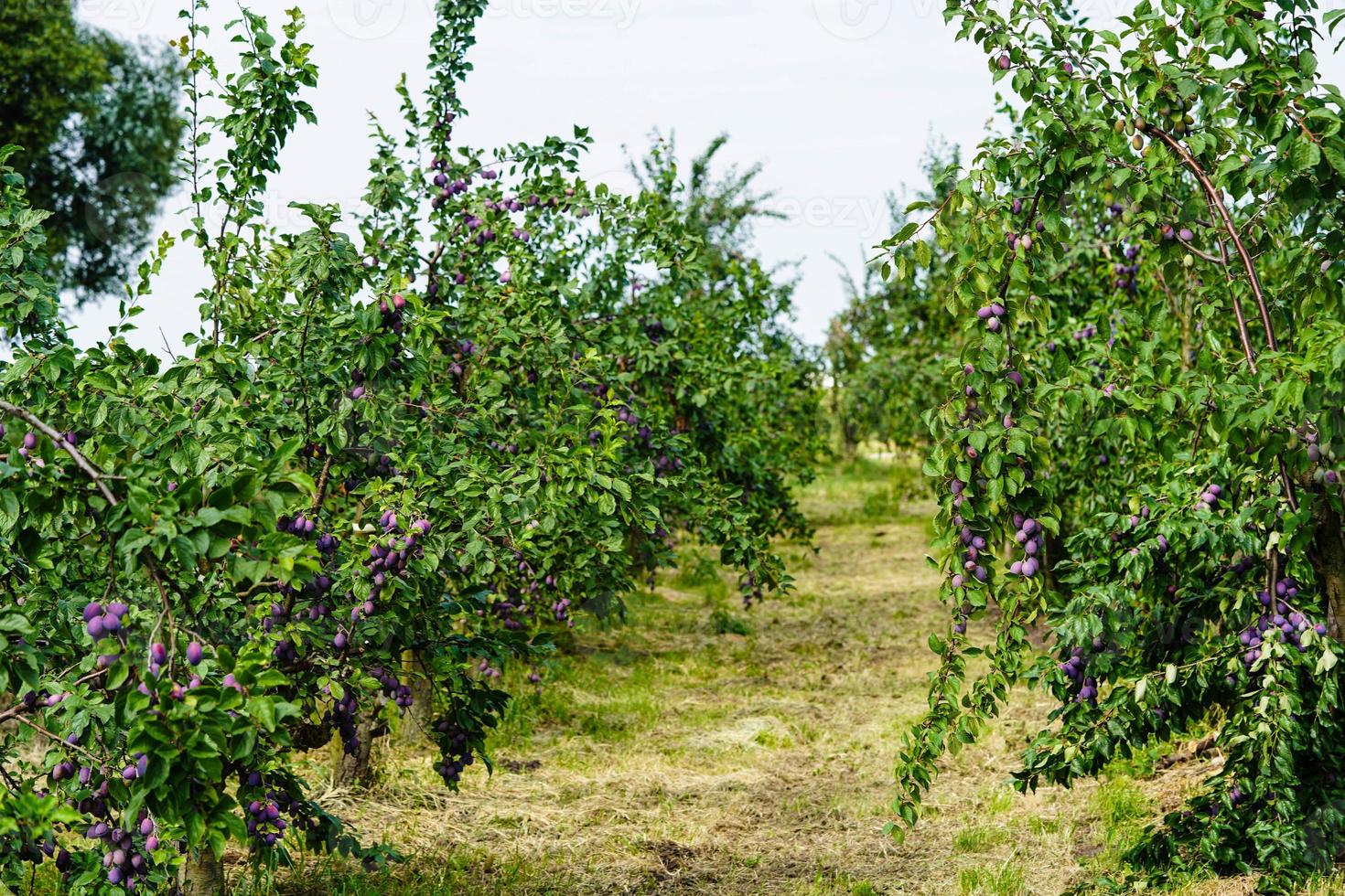 plum - prunus domestica in the Old Land next to Hamburg photo