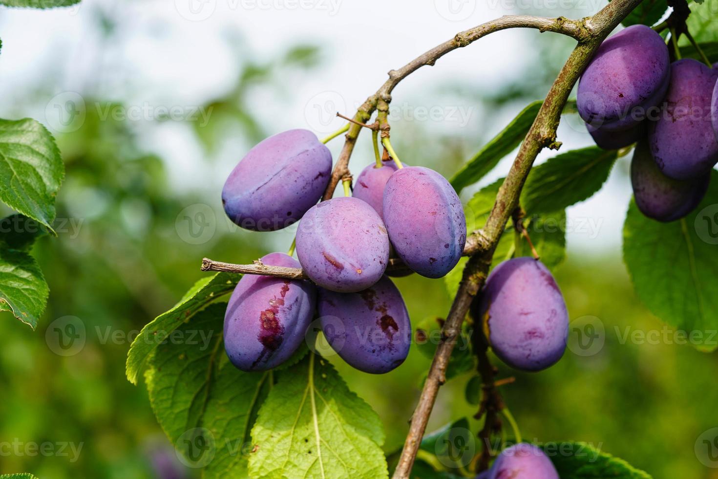 plum - prunus domestica in the Old Land next to Hamburg photo