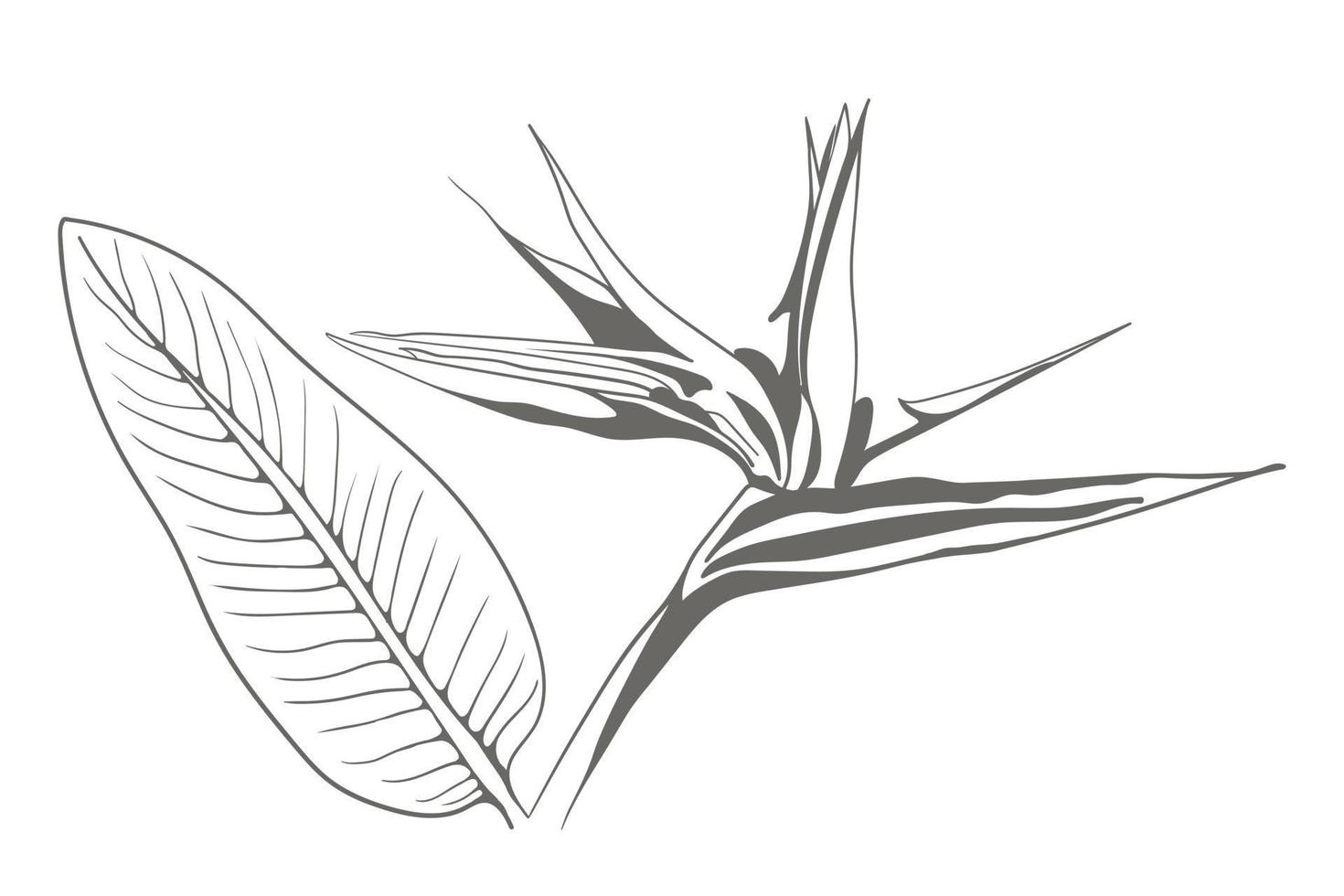 Strelitzia reginae exotic flower vector. Tropical flora garden blossom bird of paradise. vector