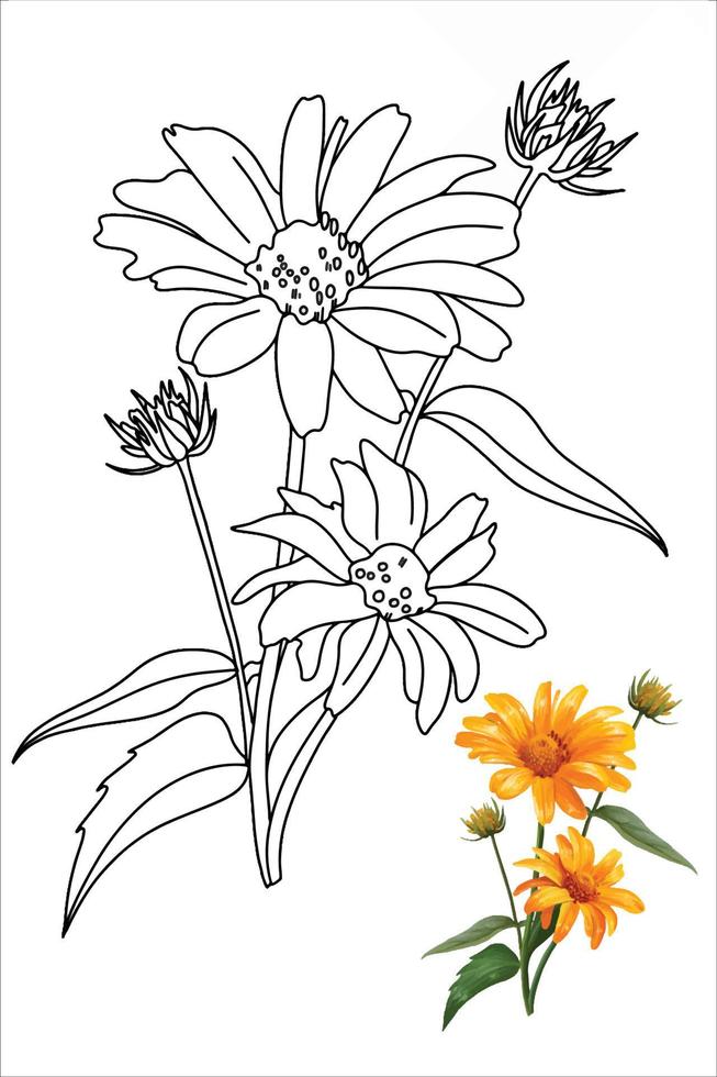 illustration of heliopsis flower, gerbera, chamomile in doodle style for coloring book, coloring pages vector