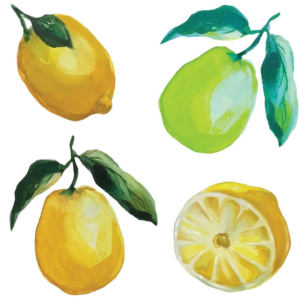 citrus fruits lemon and lime with foliage illustration vector