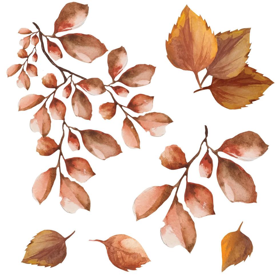 set of dead leaves on a branch, autumn dry leaves watercolor illustration vector