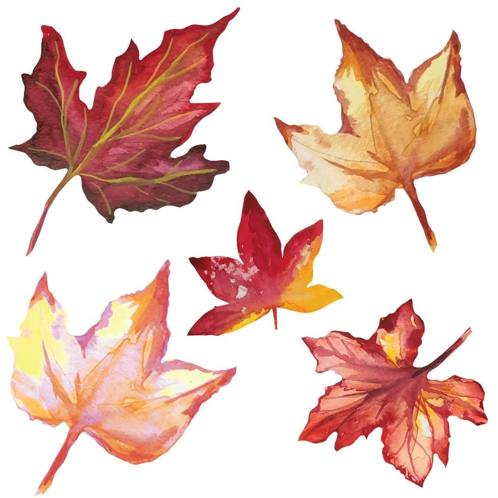 dead maple leaves, autumn dried leaves, herbarium illustration vector