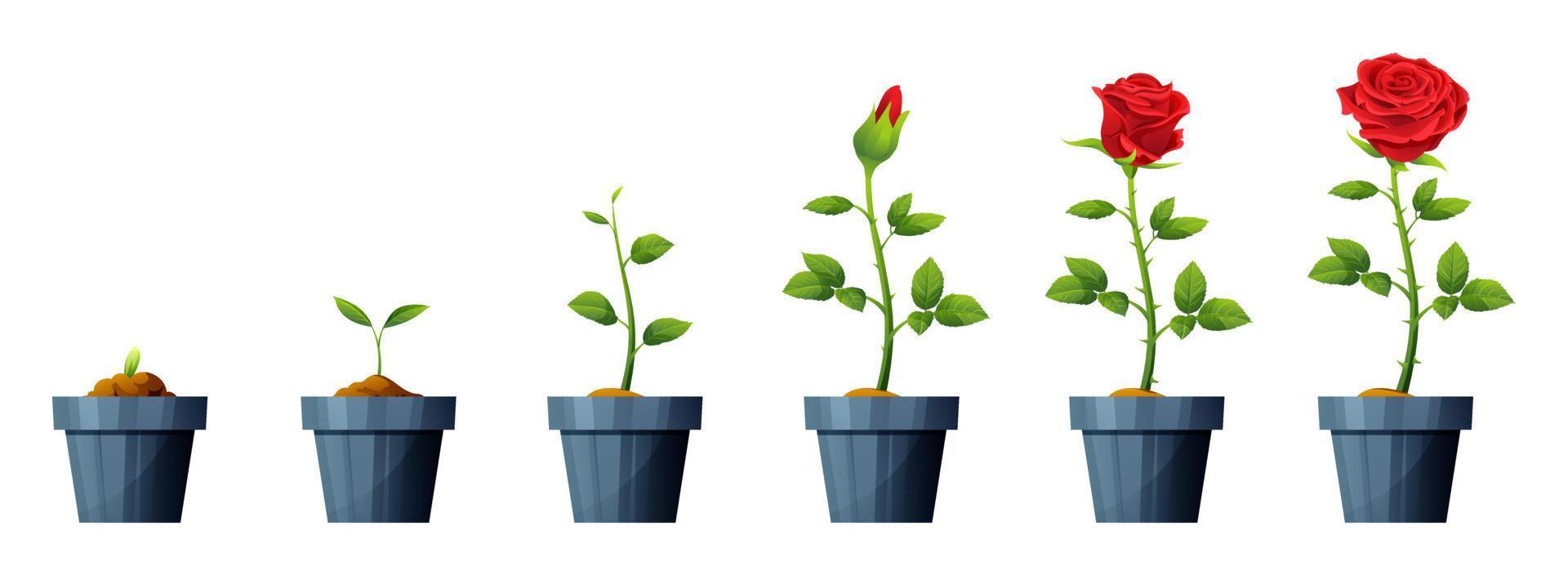 Beautiful red rose flower growth and development stages illustration. Life cycle of rose flower vector