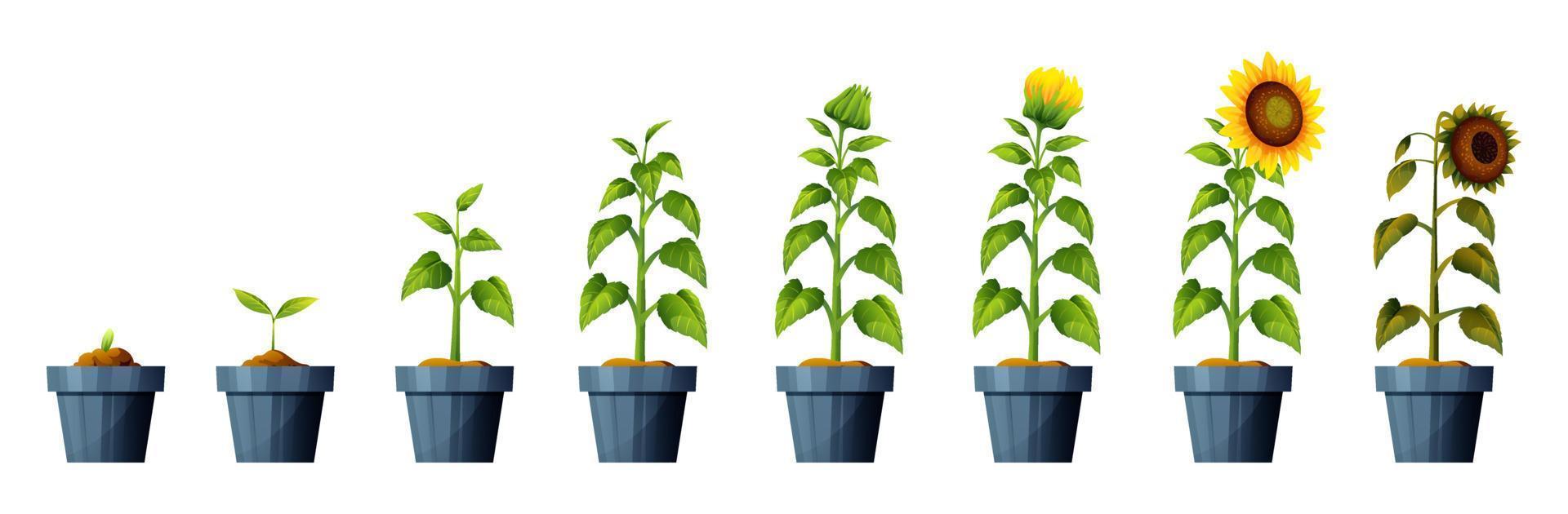 ilustración de las etapas de crecimiento y desarrollo de la planta de girasol. ciclo de vida del girasol vector