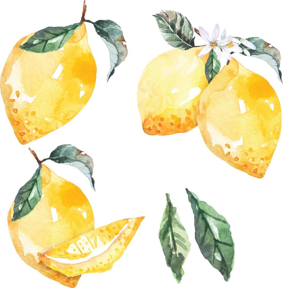 Fresh fruits lemons drawing with watercolor.Citrus fruits contain vitamin C. Yellow sour lime. vector