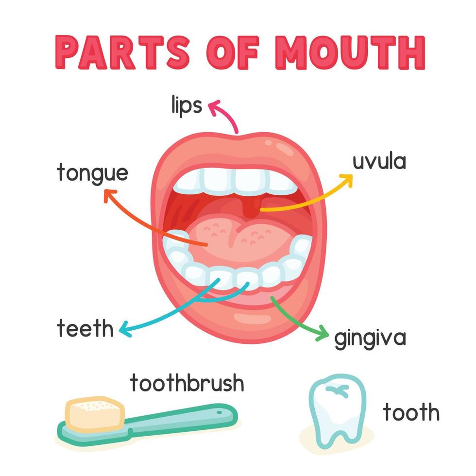 gráfico de diagrama de partes de la boca en el tema científico kawaii doodle vector cartoon