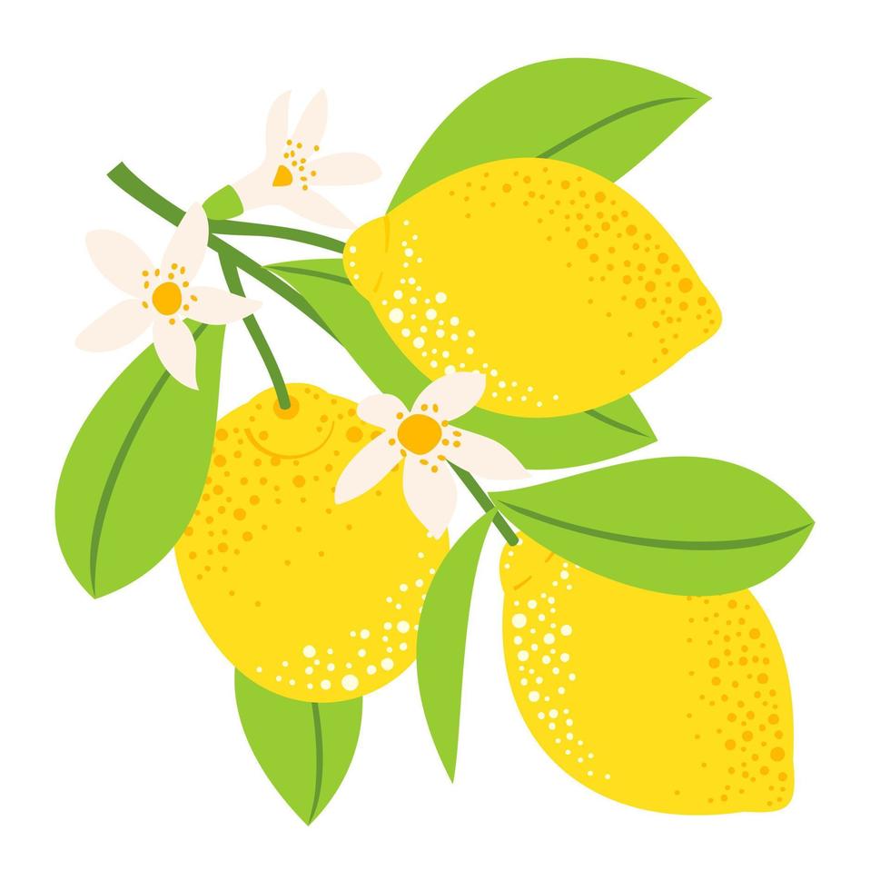 tres limones en una rama con flores vector