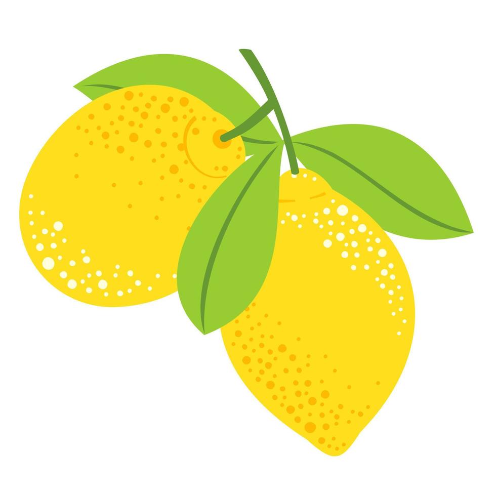 Two lemons on a branch with leaves. vector