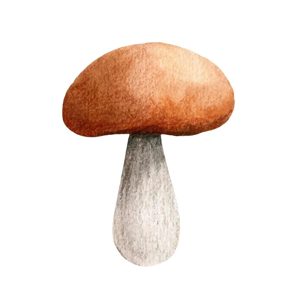 One brown cap boletus isolated on white background. Autumn forest mushroom clipart. Watercolor hand-drawn illustration. Perfect for your project, recipe, menu, cards, prints, covers or patterns. vector