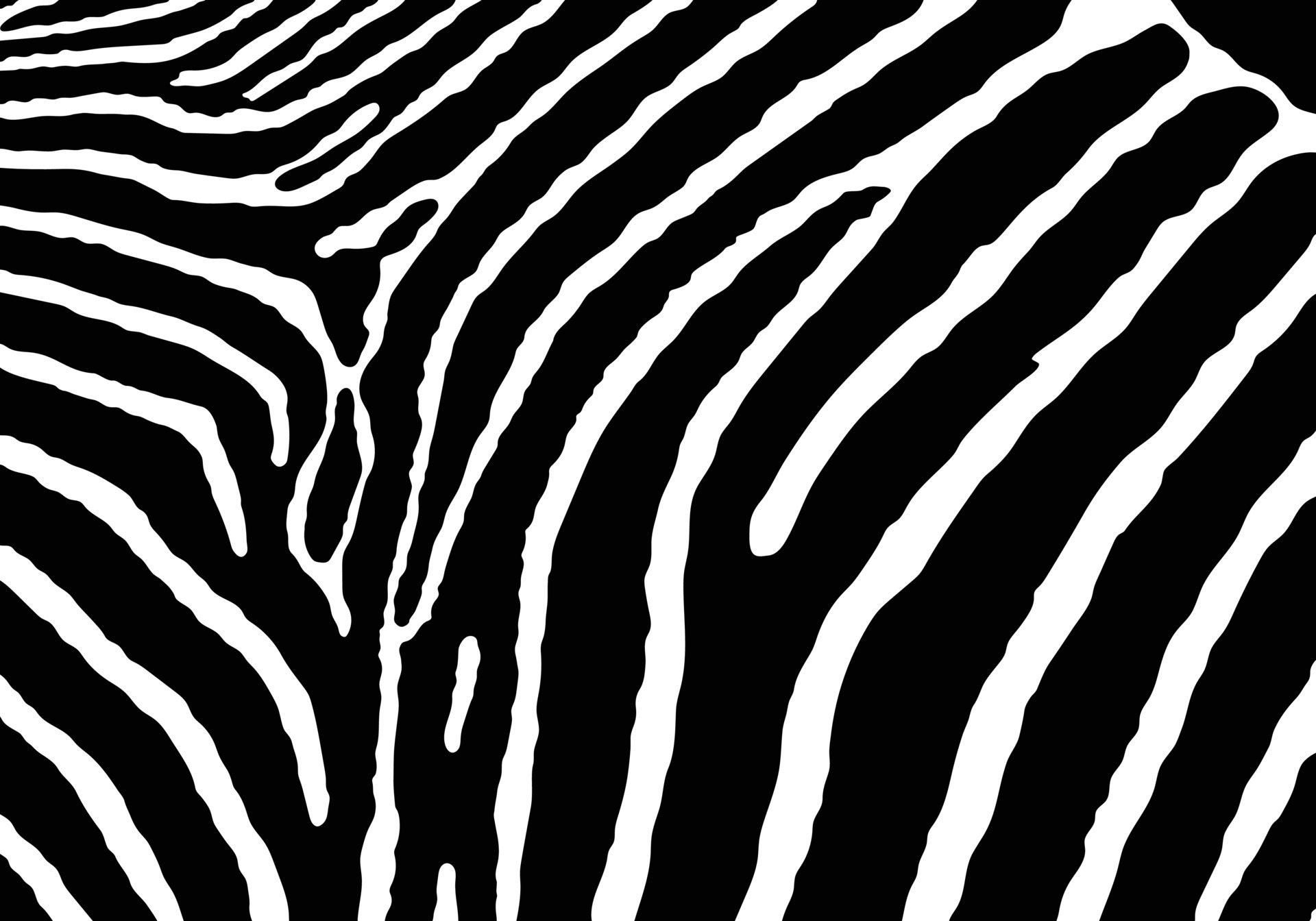 Zebra Wallpaper  Chic Zebra Print Wallpaper