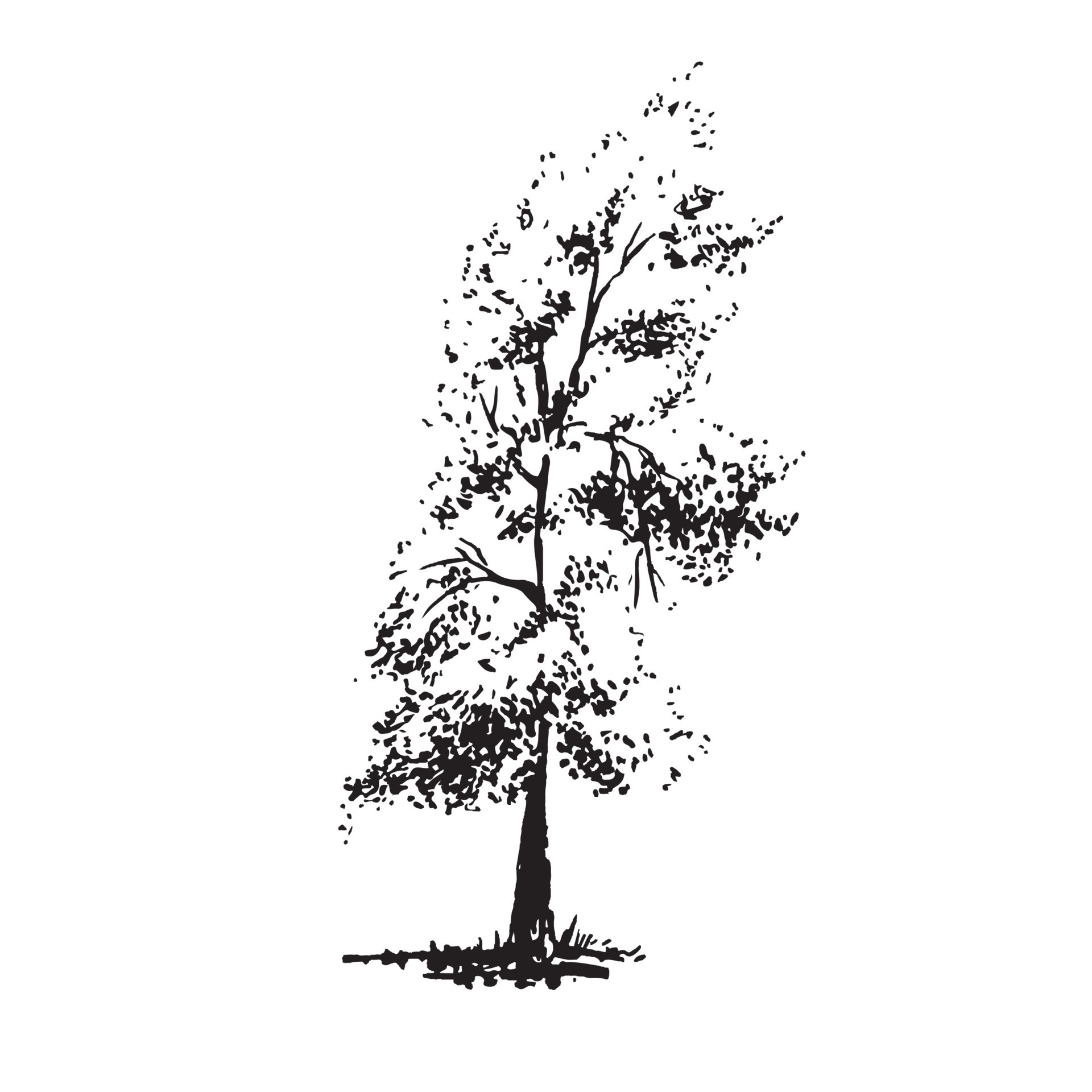 Handdrawn aple tree Realistic image in shades of gray sketch painted  with ink brush 10839641 Vector Art at Vecteezy