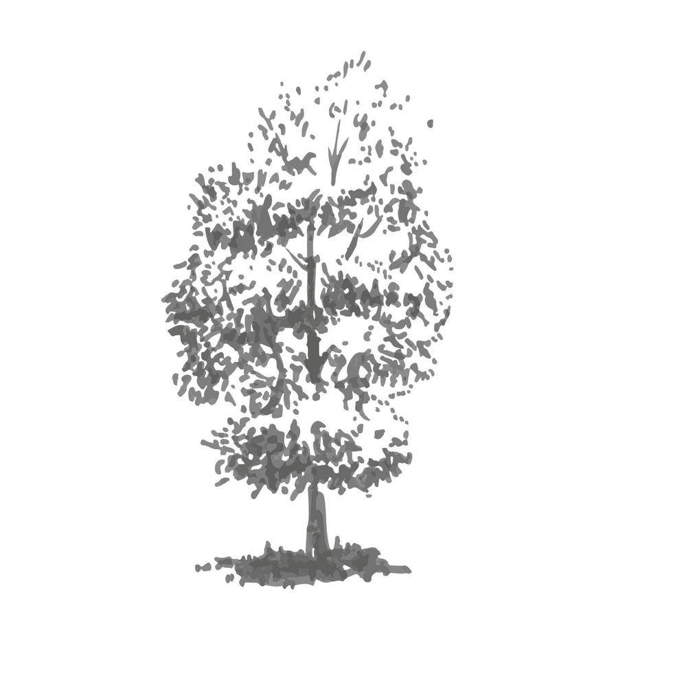 Hand-drawn tree, linden. Realistic image in shades of gray, sketch painted with ink brush vector