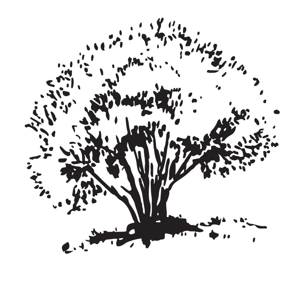 Hand-drawn bush. Black and white realistic image, sketch painted with ink brush vector