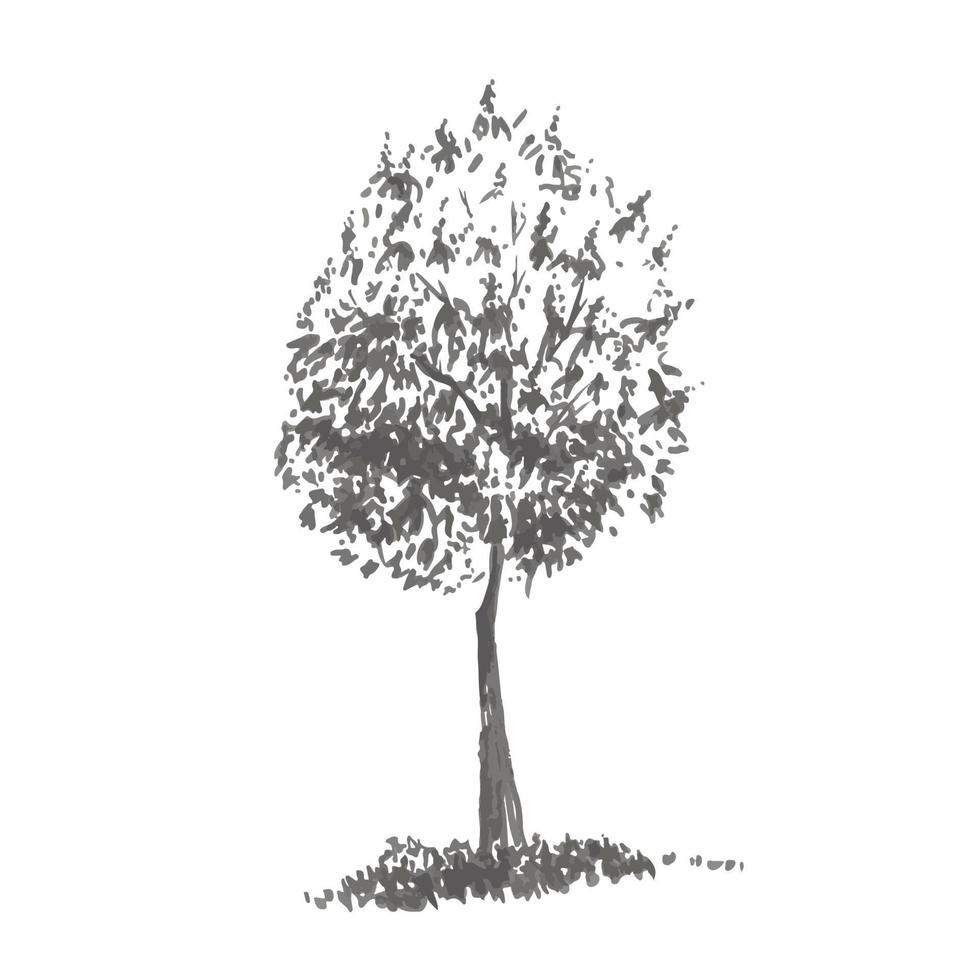 árbol dibujado a mano, castaño dulce. imagen realista en tonos grises, boceto pintado con pincel de tinta vector