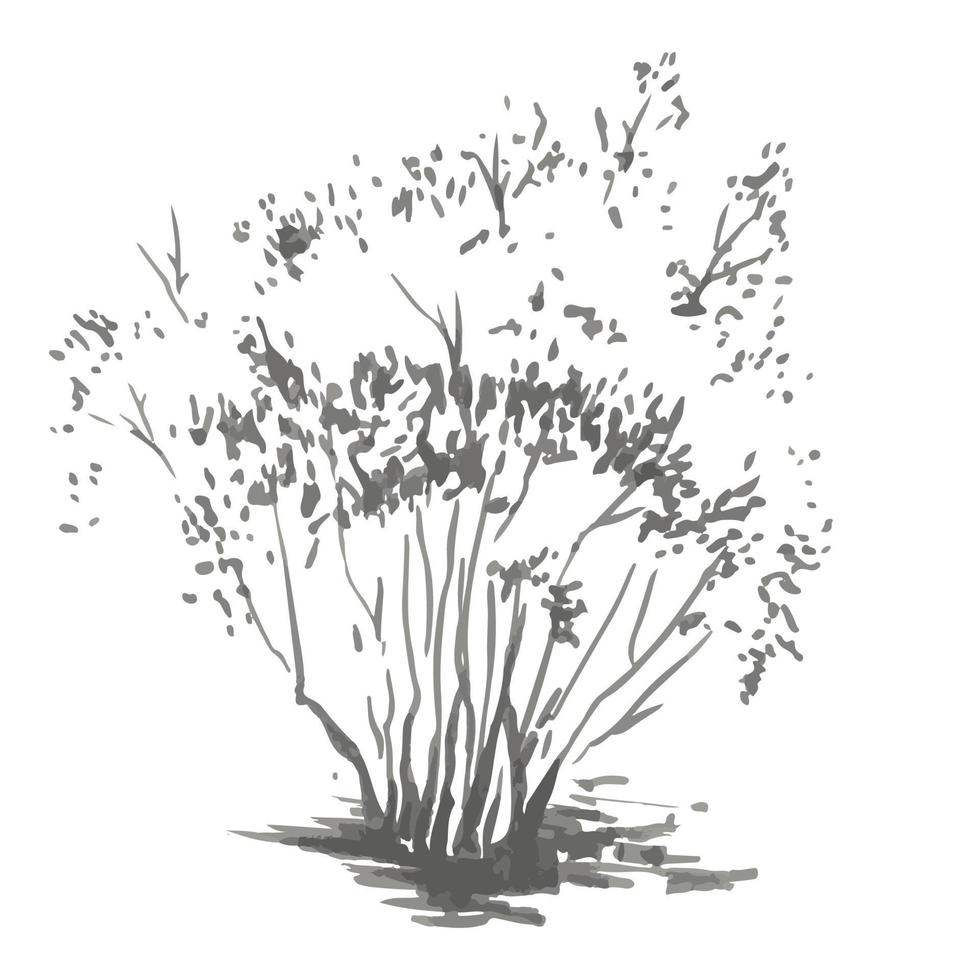 Hand-drawn bush. Rrealistic image in shades of gray, sketch painted with ink brush vector