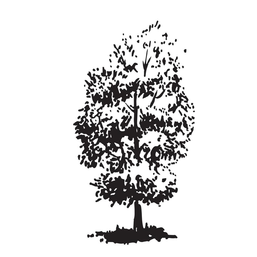 Hand-drawn tree, linden. Black and white realistic image, sketch painted with ink brush. vector