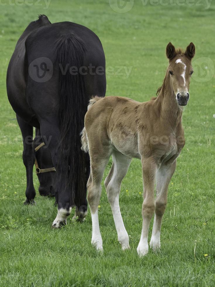 foals and horses in westphalia photo