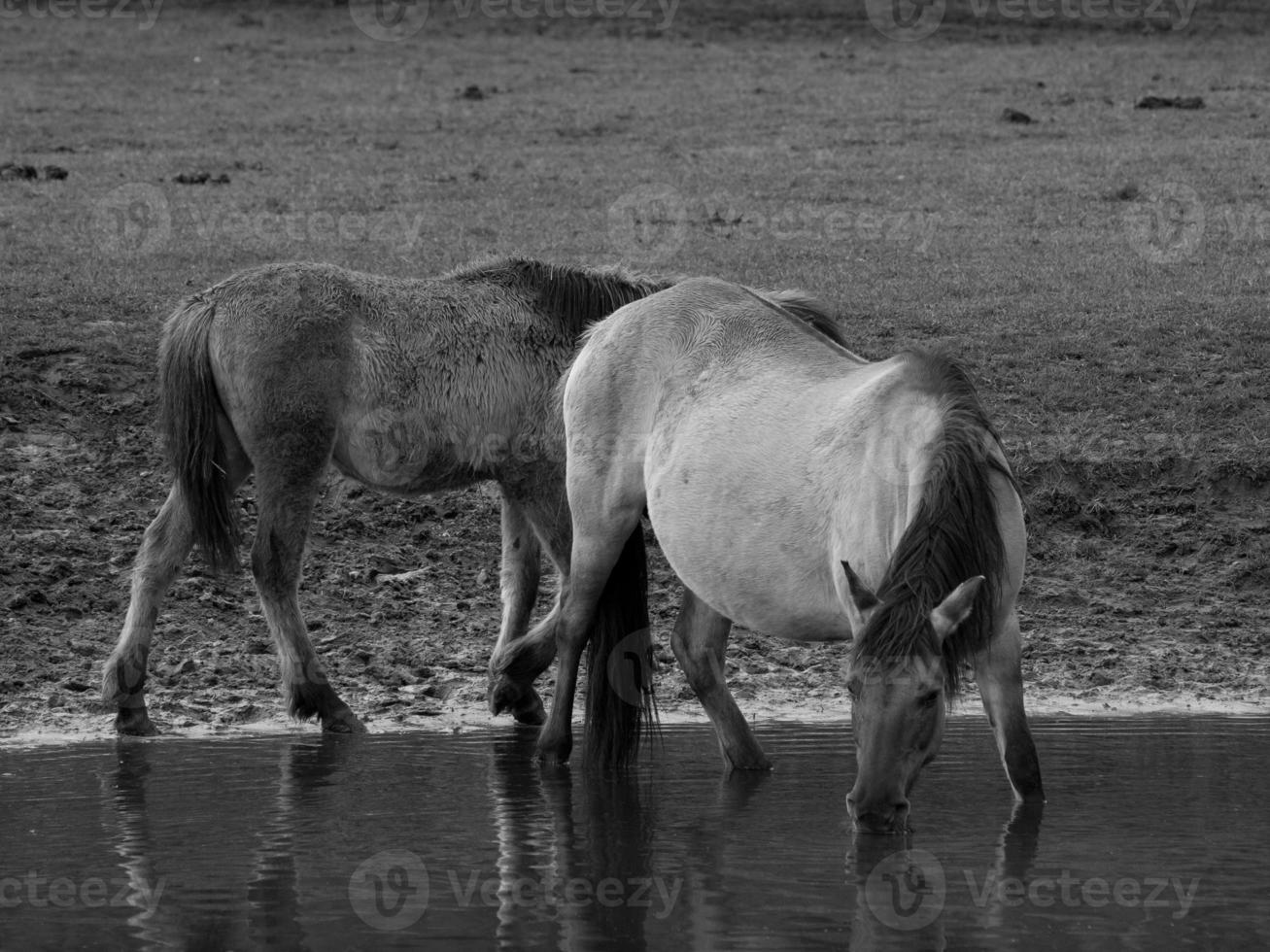 wild horses in westphalia photo