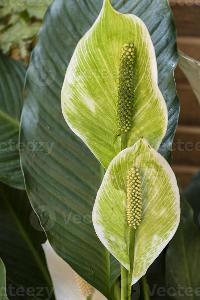 detail of a peace lily with green leaves 10841113 Stock Photo at Vecteezy