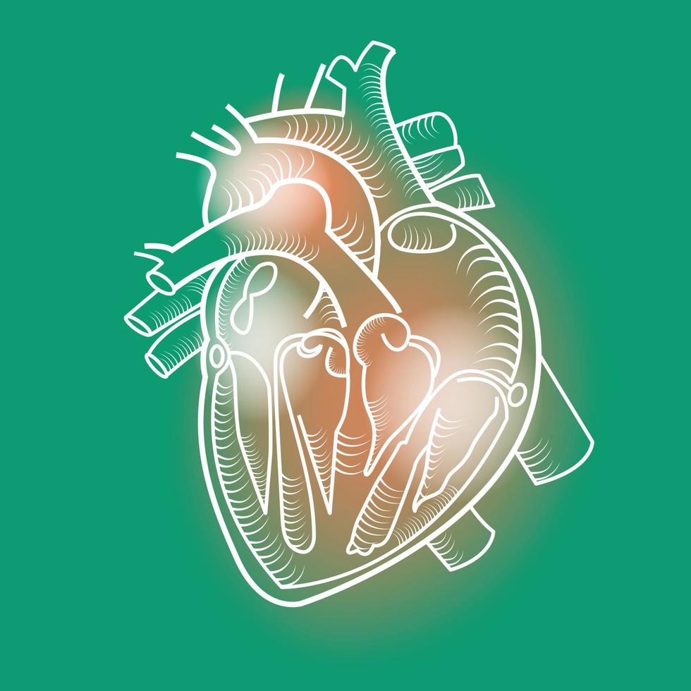 line drawing heart muscle vector