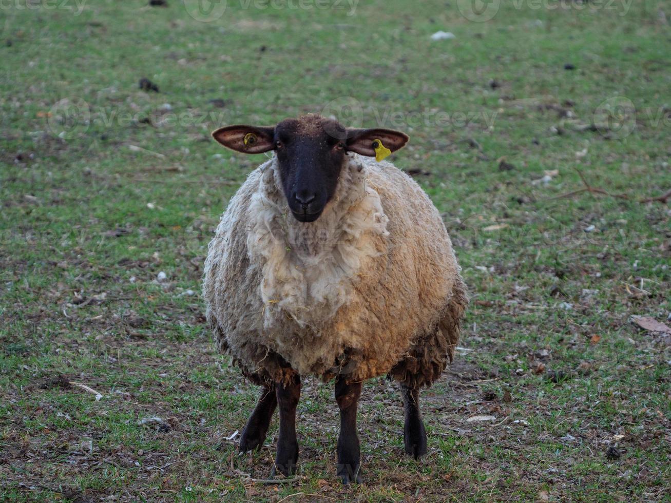 ovejas en el muensterland alemán foto