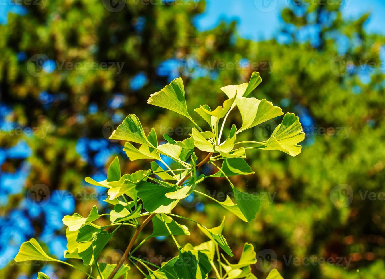 Fresh bright green leaves of ginkgo biloba. Natural foliage texture background. Branches of a ginkgo tree in the botanical garden in Nitra in Slovakia. photo