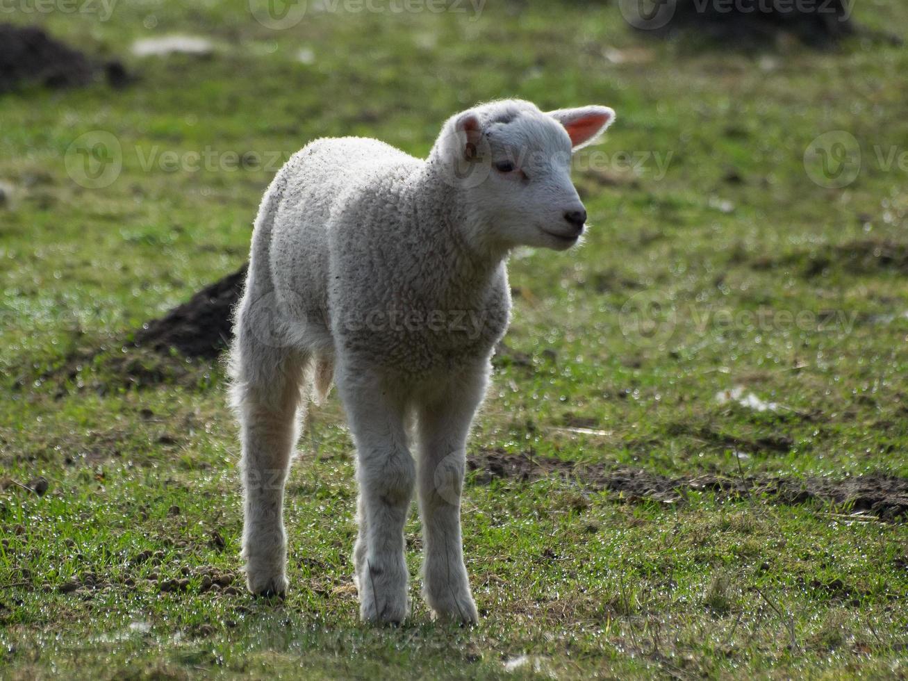 lambs and sheeps in westphalia photo