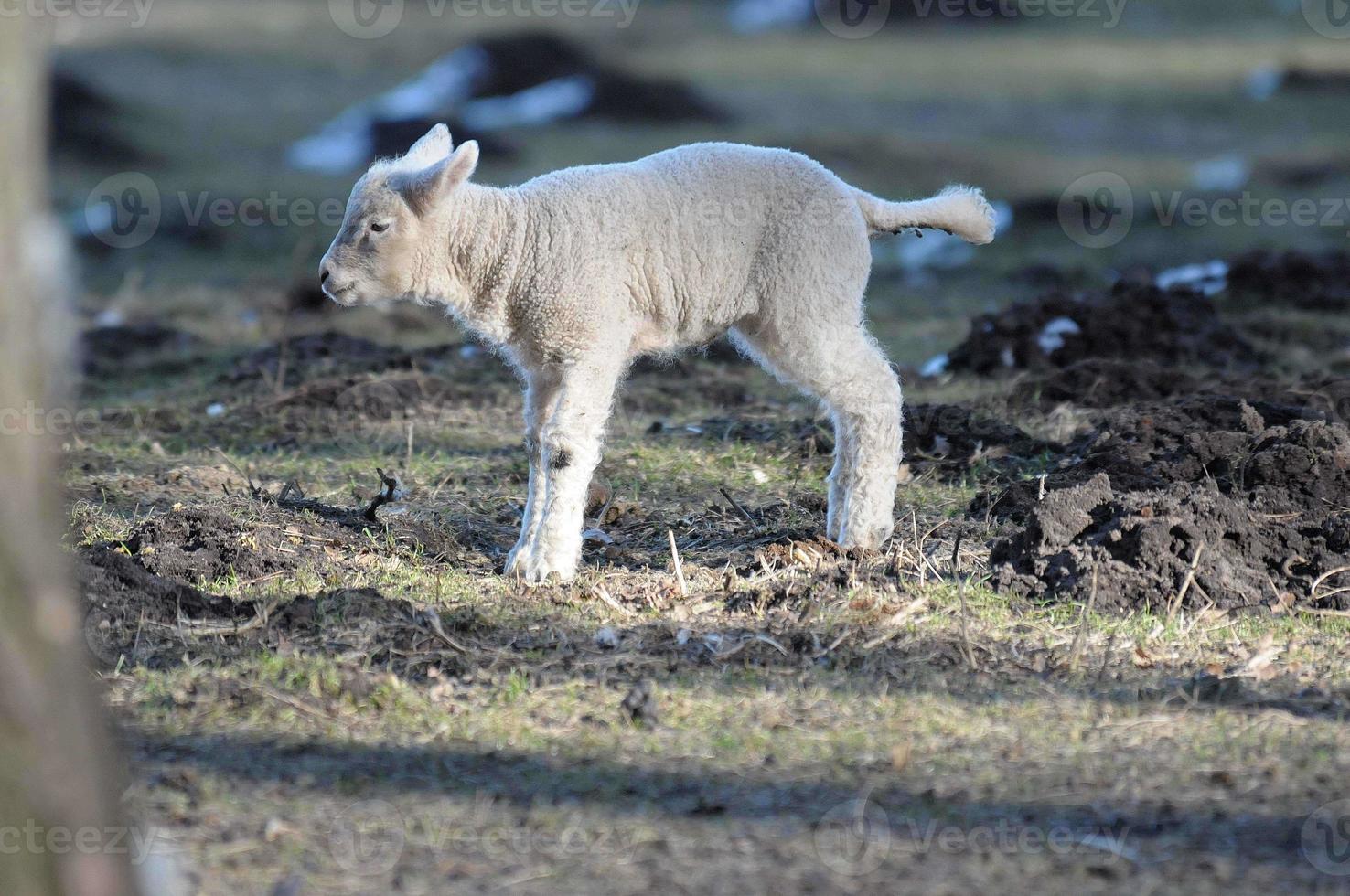 sheeps at winter time photo