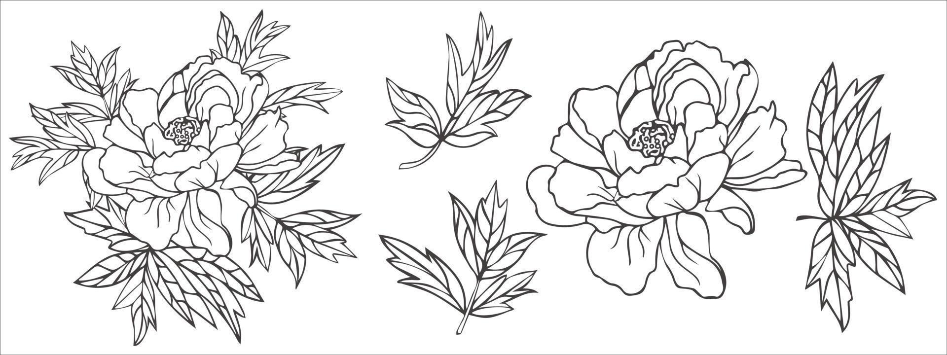 Set of peony leaves and flower, isolated vector outline on white background.