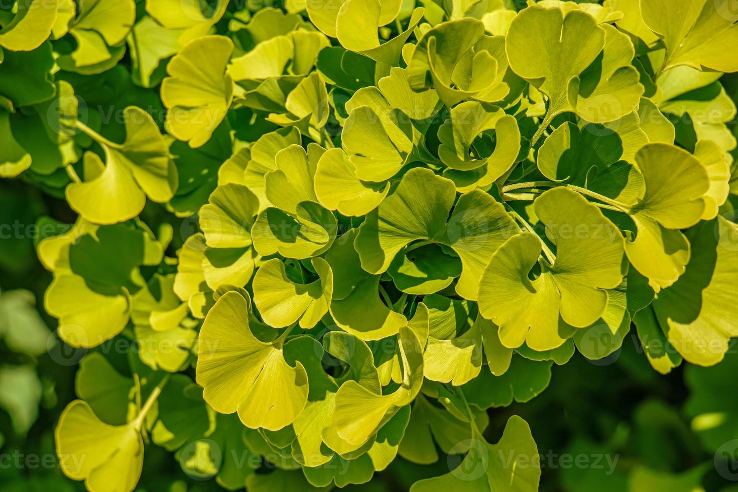 hojas frescas de color verde brillante de ginkgo biloba. fondo de textura de follaje natural. ramas de un árbol de ginkgo en el jardín botánico de nitra en eslovaquia. foto