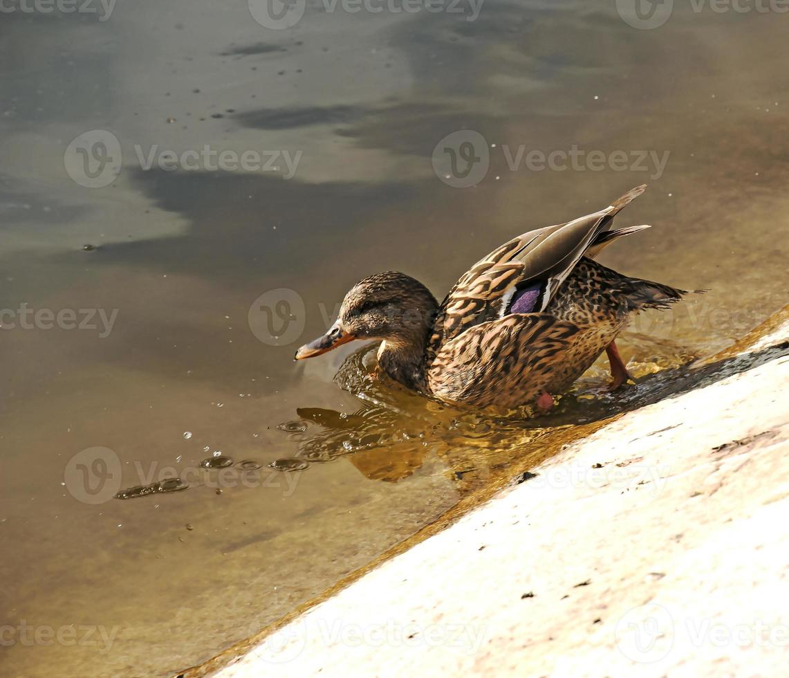 Duck on a background of water with glare from the sun. Duck on the concrete shore. The bird enters the water photo