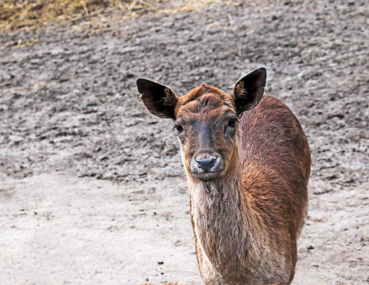 Portrait of a European deer cub. The fawn looks into the camera photo