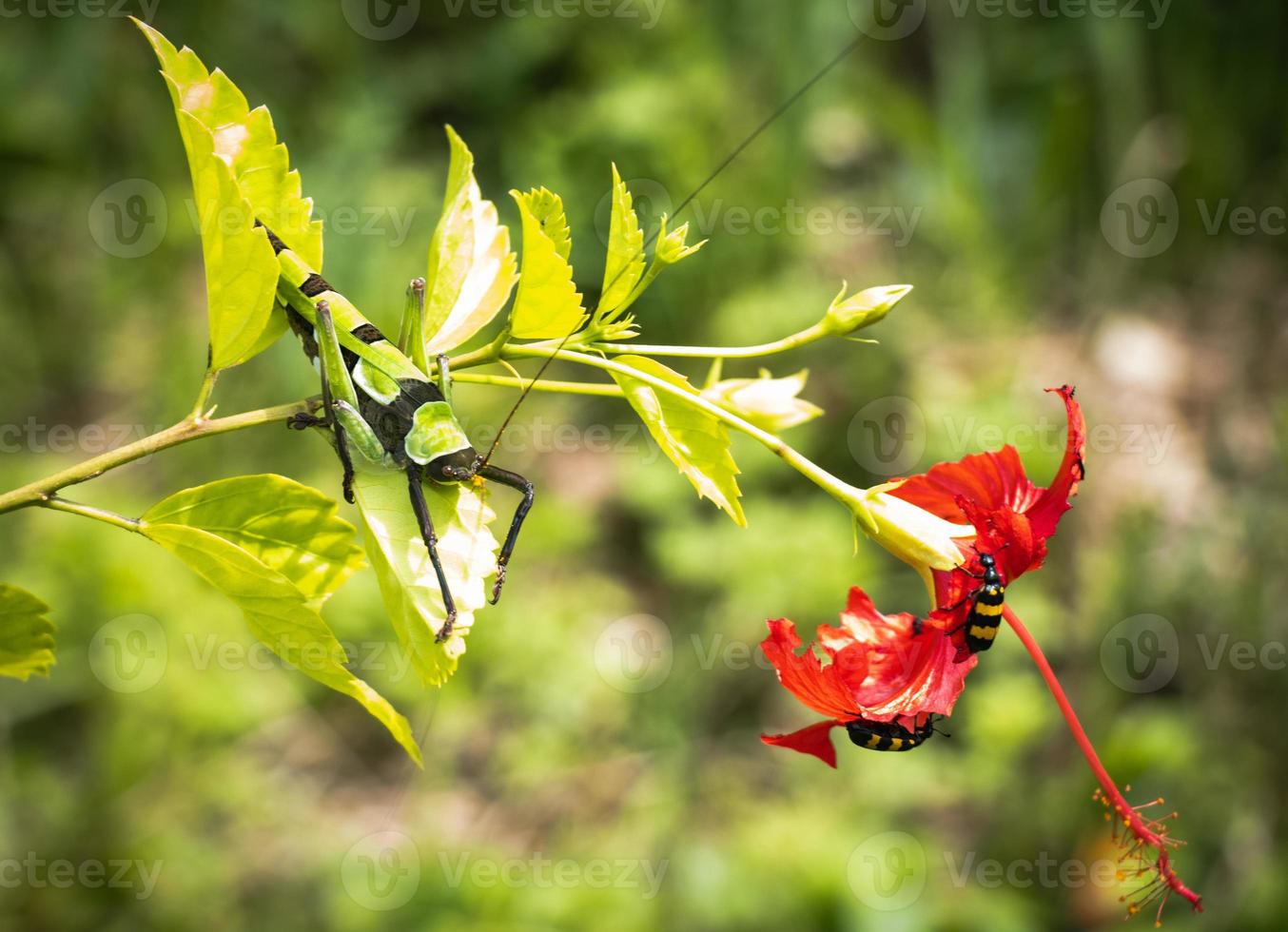 Giant locust sitting on a hibiscus flower with beetles. Close-up photo of a hibiscus flower and beautiful insects. Giant locust with green and dark color sitting on a red flower.