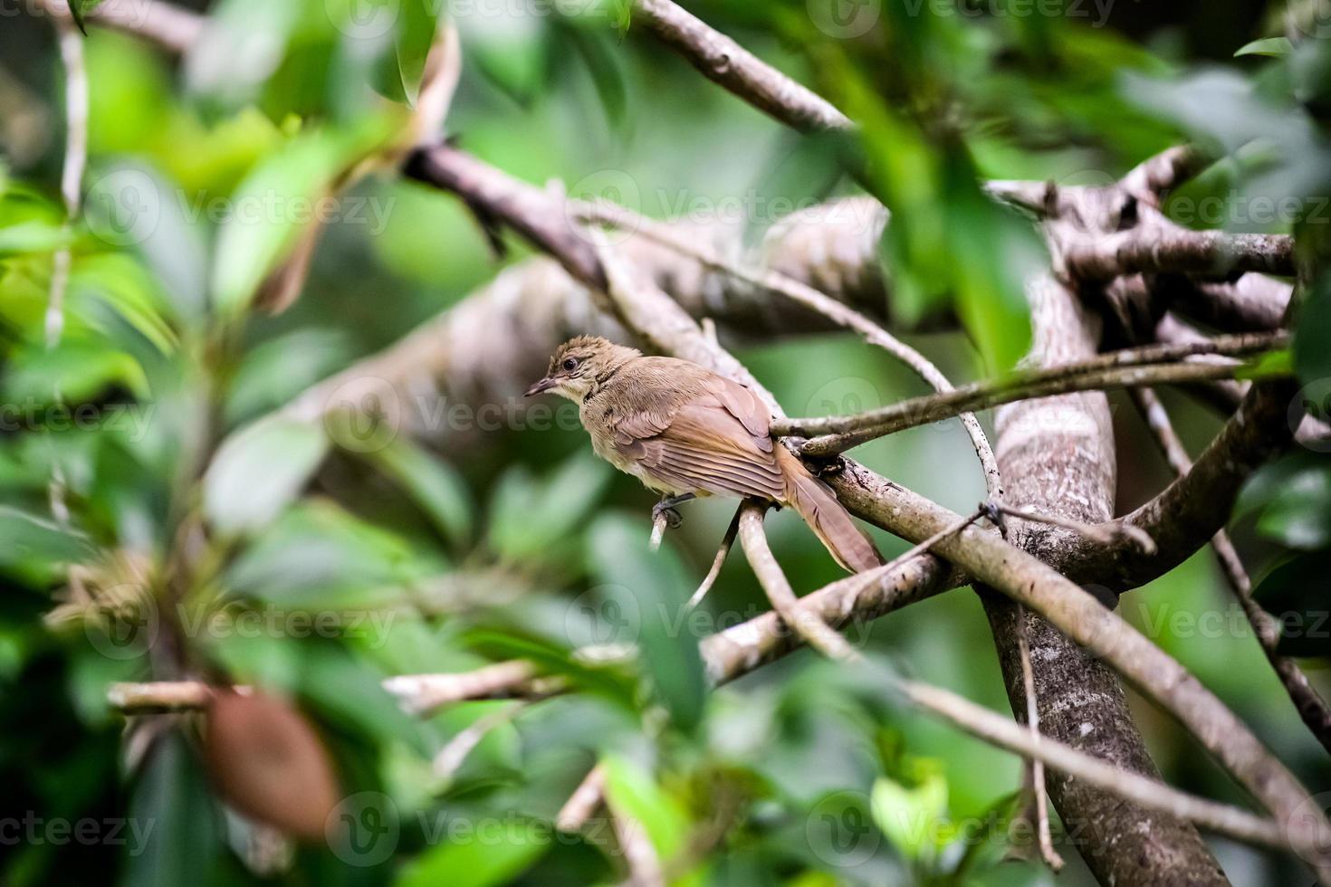 A bird in the tropical forest of Thailand perched on a branch. photo