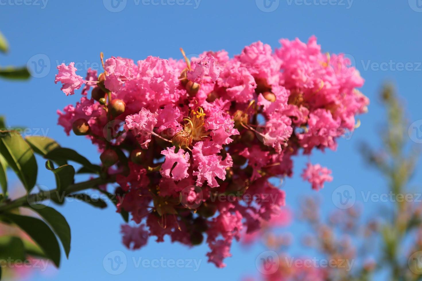 Oleander in spring photo