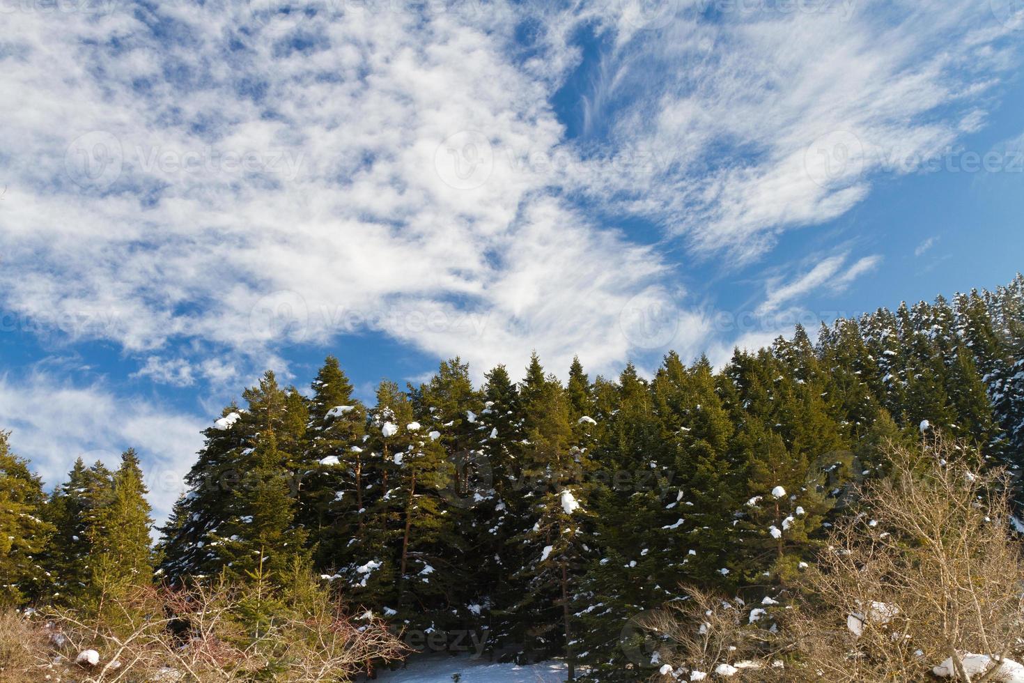 Forest and Clouds from Abant, Bolu, Turkey photo