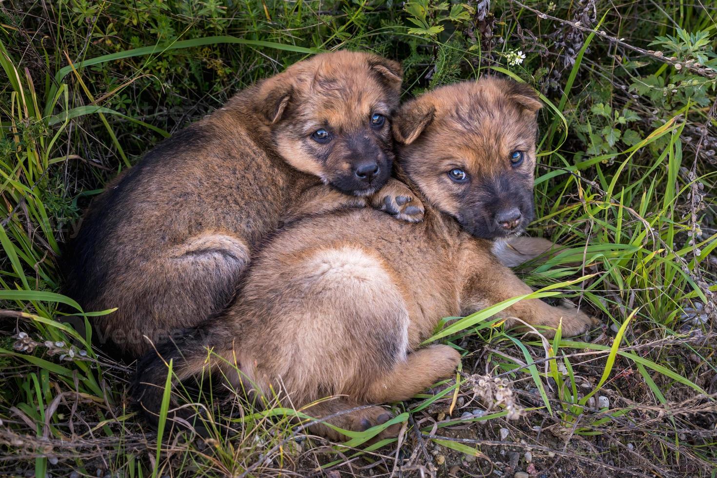 two homeless puppies dogs sit together in the grass photo