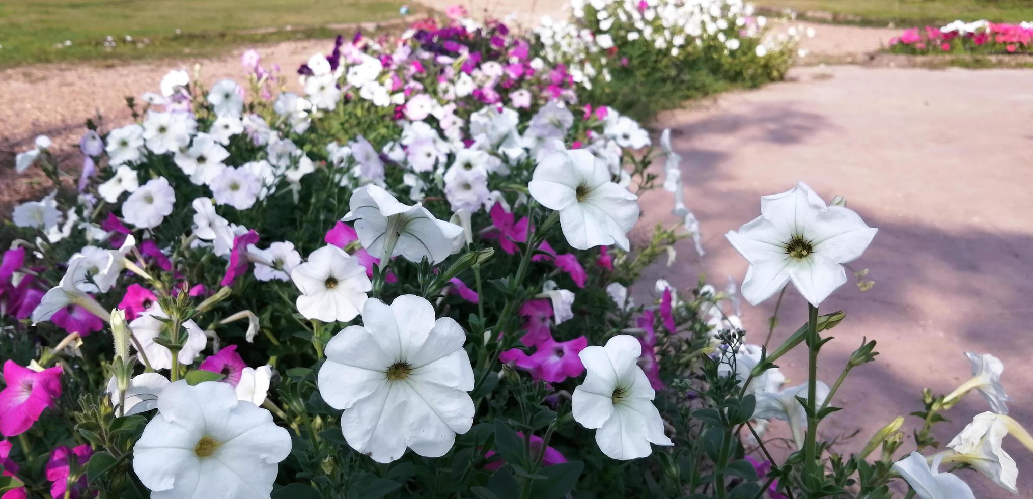 diseño creativo hecho de flores con hermoso diseño de concepto de naturaleza para tarjetas de felicitación. colorido fondo de flores de primavera, espacio para texto foto