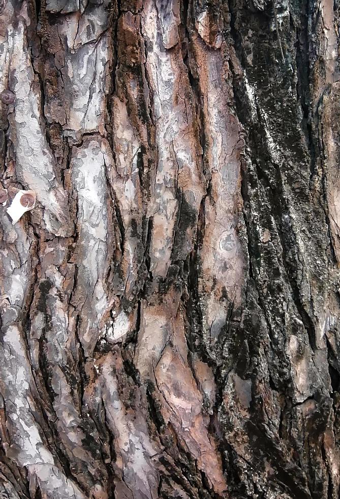 Dark tree bark Embossed texture. Bark of natural tree in forest. used in mapping 3d. VFX mapping texture style of bark photo