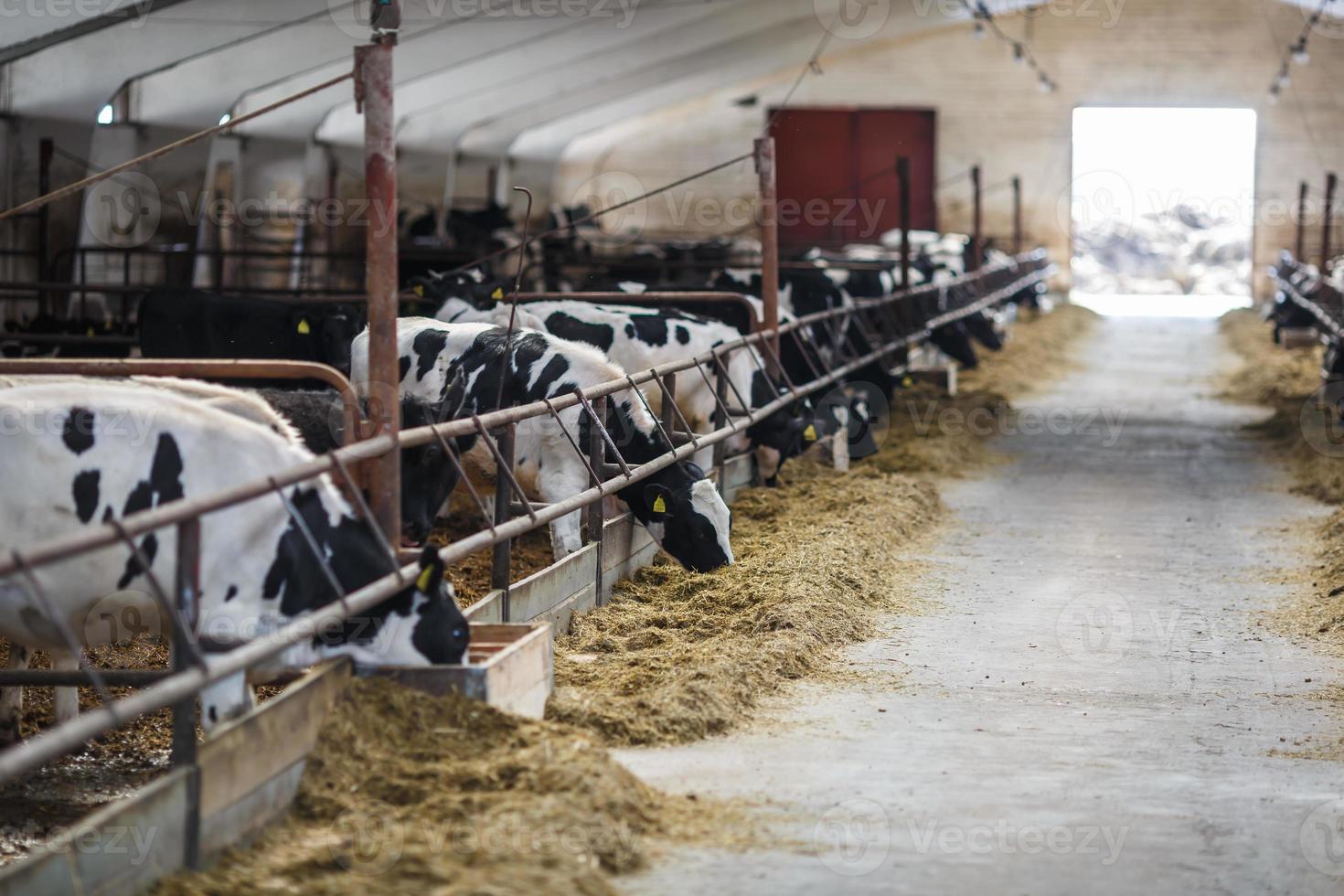 Breeding cows in free animal husbandry. Cowshed. Livestock cow farm. Herd of black white cows are looking at the camera with interest. photo