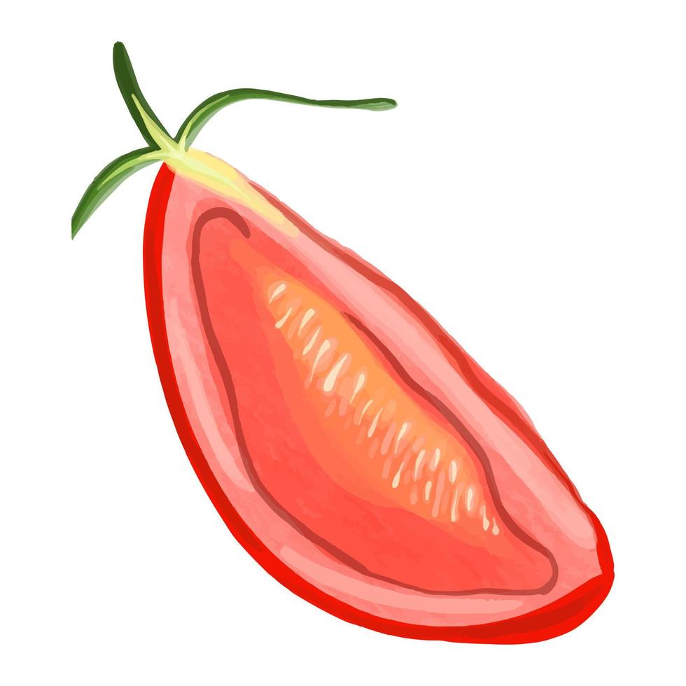 Vector Watercolor tomato illustration. Ripe red vegetable. Vector illustration