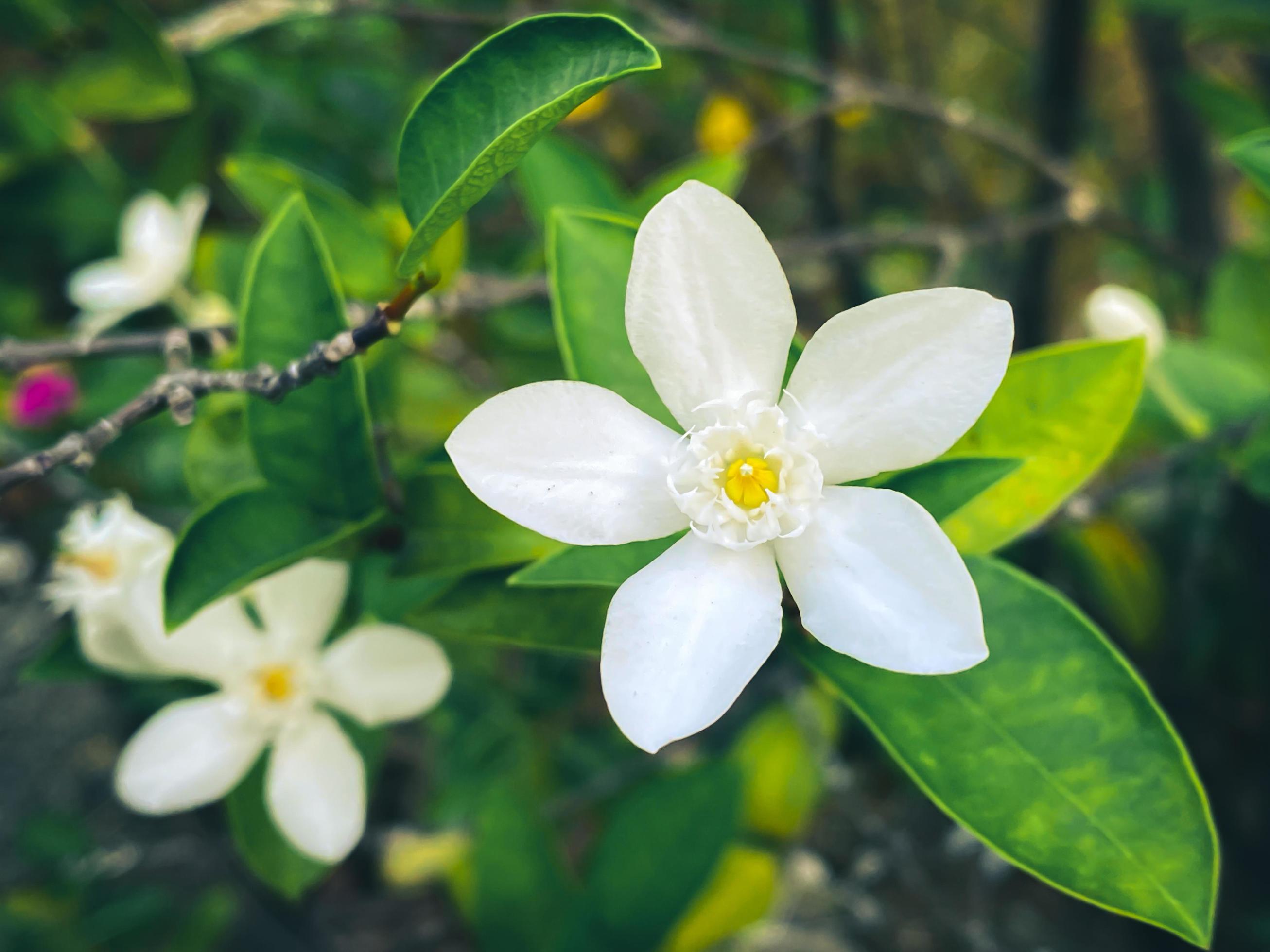 Fivepetaled white jasmine flowers are blooming,white color,small five