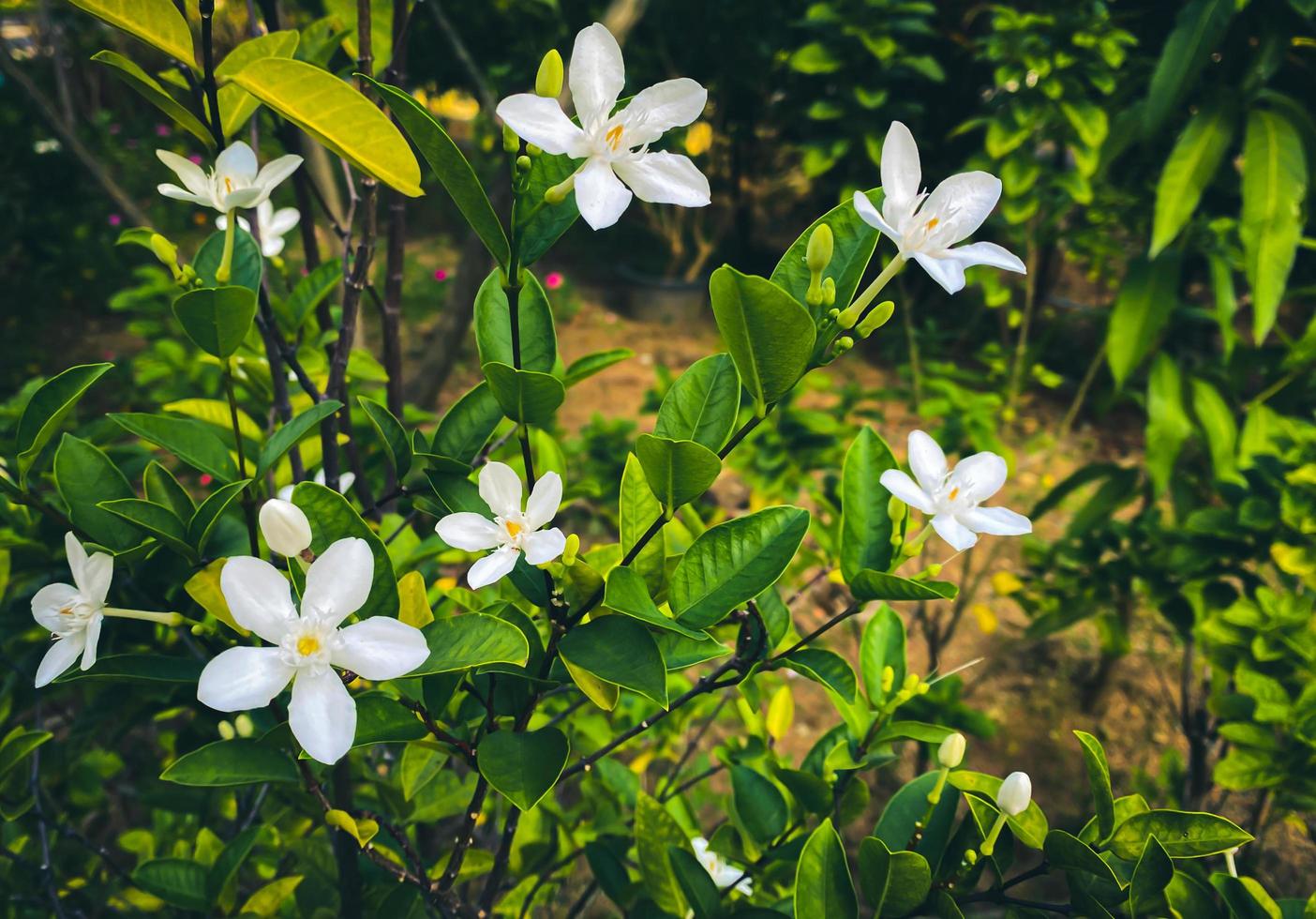 flores de jazmín blanco de cinco pétalos están floreciendo, color blanco,  cinco pétalos pequeños con polen amarillo 10847076 Foto de stock en Vecteezy