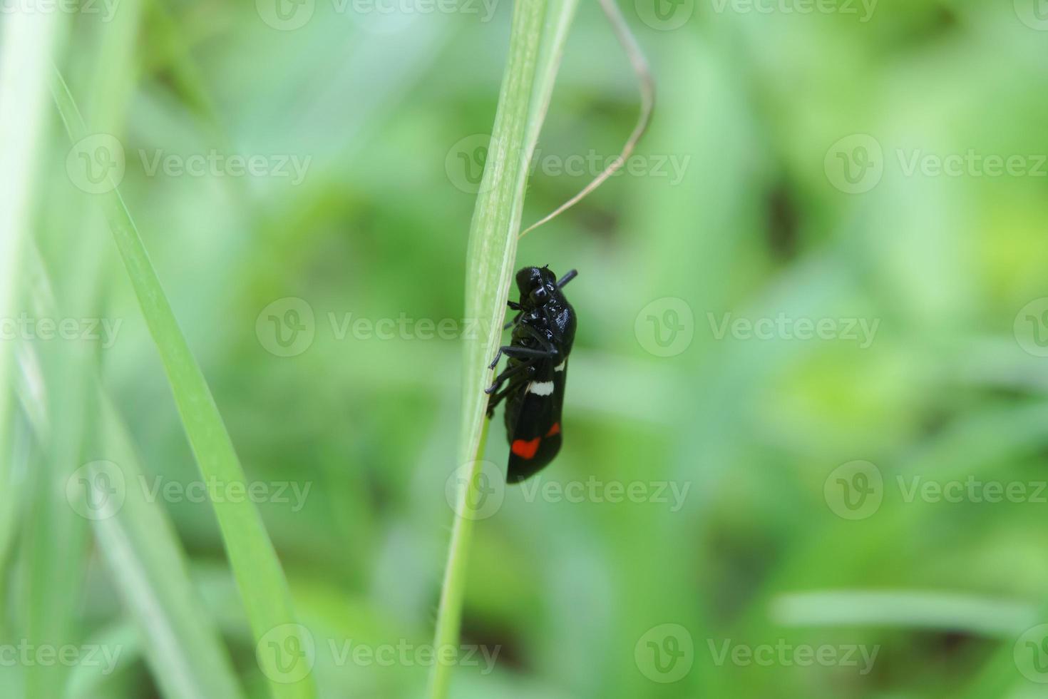different types of insects that is active after the rain,Macro shot